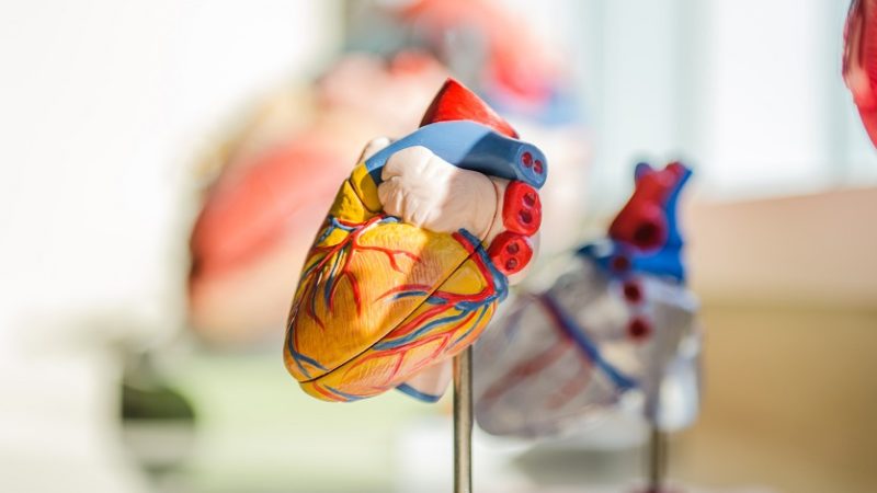 Ako na prevenciu ochorení srdca – základom je životný štýl